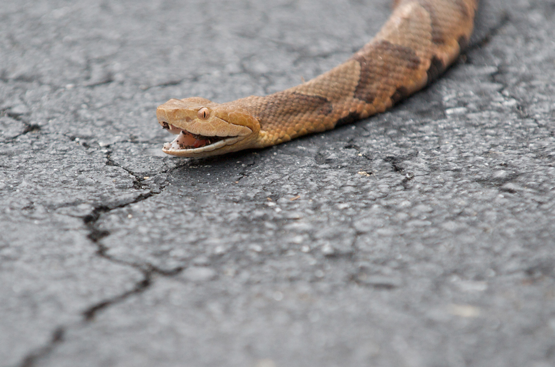 Copperhead Snake on blacktop